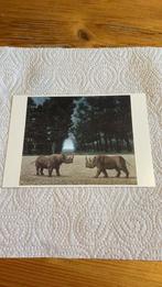 Postkaart - Carel Willink, Verzamelen, Ophalen of Verzenden, 1980 tot heden, Ongelopen, Cultuur en Media