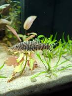 Botia Lohachata /  Net Botia, Dieren en Toebehoren, Vissen | Aquariumvissen, Vis