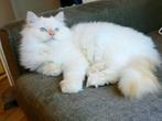 Prachtige Ragdoll Kater (1,5 jaar) zoekt nieuw thuis, Kater, Ontwormd, 0 tot 2 jaar