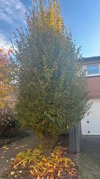 Gratis boom, Tuin en Terras, Ophalen of Verzenden, Volle zon, Overige soorten