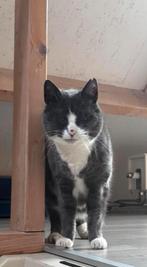 Poes kat, Dieren en Toebehoren, Katten en Kittens | Raskatten | Korthaar, Poes, Ontwormd, 6 jaar of ouder