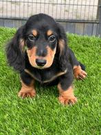 Te koop mooie langhaar Dwerg Teckels pups (tekkel), Dieren en Toebehoren, Honden | Teckels en Dashonden, Nederland, CDV (hondenziekte)