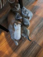 Britse korthaar kittens !, Dieren en Toebehoren, Meerdere dieren, Ontwormd, 0 tot 2 jaar