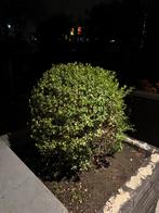 Buxusbol circa 60 cm GRATIS af te halen, Tuin en Terras, Planten | Tuinplanten, Vaste plant, Bloeit niet, Halfschaduw, Ophalen