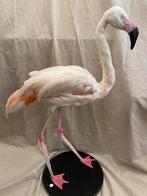 Opgezette taxidermie flamingo, Antiek en Kunst, Kunst | Overige Kunst, Ophalen of Verzenden