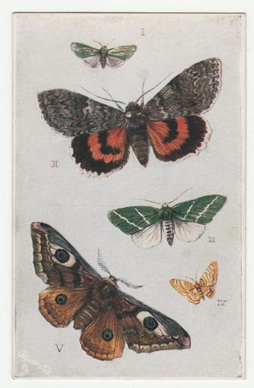 Vlinders en motten. beschikbaar voor biedingen