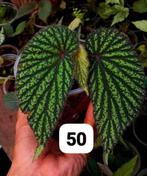 Zeldzame Begonia zaden, Ophalen of Verzenden, Eenjarig, Overige soorten, Volle zon