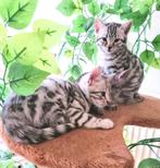 Bengaal Kittens, Dieren en Toebehoren, Katten en Kittens | Raskatten | Korthaar, Meerdere dieren, Ontwormd