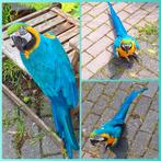 Lieve bg ara (man), Dieren en Toebehoren, Vogels | Parkieten en Papegaaien, Mannelijk, Papegaai, Pratend