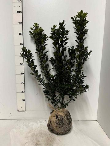Ilex meserveae Blue Prince - Verschillende maten beschikbaar voor biedingen