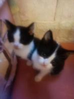 2 mooie kittens zoeken nieuw huisje, Kater