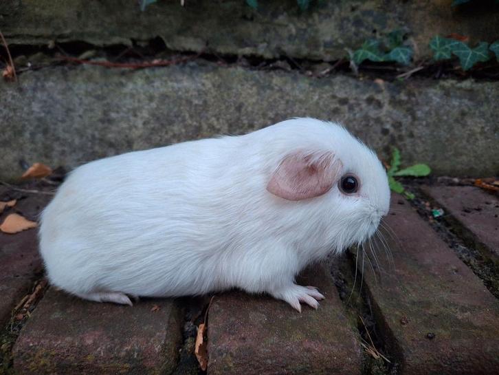Mooi effen wit beertje, Dieren en Toebehoren, Knaagdieren, Mannelijk, Cavia, Augustus, Tam