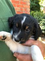 Friese Stabij pup, 8 tot 15 weken, Eén hond, Nederland, Particulier