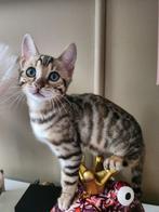 Bengaalse kitten te koop poes, Dieren en Toebehoren, Poes, Gechipt, 0 tot 2 jaar
