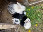 2 Baby konijntjes per eind mei beschikbaar. Nog alle keus., Dieren en Toebehoren, Konijnen, Meerdere dieren, Dwerg