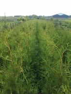 Haagconiferen Thuja Brabant coniferen 80/100 tot 180cm, Ophalen, Conifeer, Haag, 100 tot 250 cm