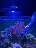 Kenya tree (koraal), Overige typen