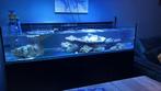 Waterbox frag 165.6 zeeaquarium / stekkenbak / shallow reef, Dieren en Toebehoren, Vissen | Aquaria en Toebehoren, Ophalen of Verzenden