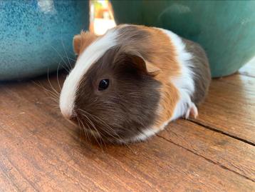 Prachtig jong/ baby  driekleur cavia zeugje  beschikbaar voor biedingen