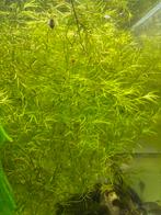 Guppygras, Dieren en Toebehoren, Vissen | Aquaria en Toebehoren, Ophalen, Zo goed als nieuw, Plant(en), Steen of Hout