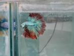 Betta splendens super delta kempvis man, Vis, Zoetwatervis