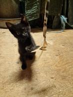 Leuke boerderij kittens, Dieren en Toebehoren, Katten en Kittens | Overige Katten, Meerdere dieren
