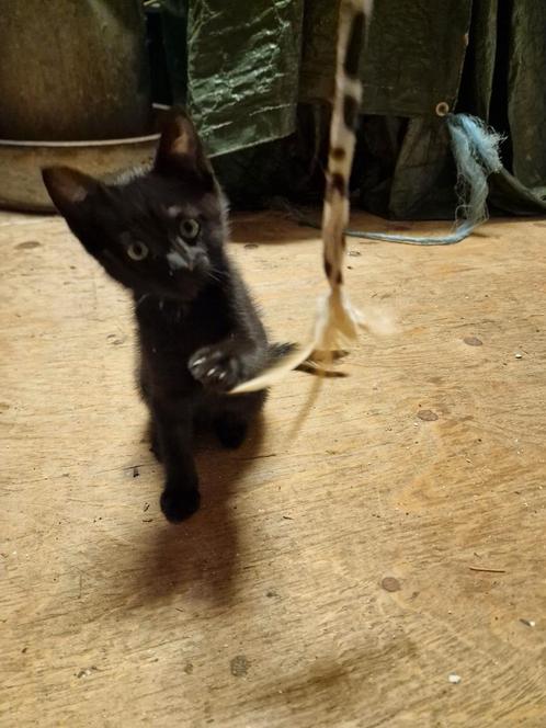 Leuke boerderij kittens, Dieren en Toebehoren, Katten en Kittens | Overige Katten, Meerdere dieren