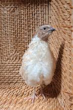 Japanse kwartel man, Dieren en Toebehoren, Vogels | Overige Vogels, Mannelijk, Tropenvogel