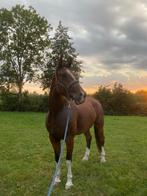 Super huisje gezocht voor Royal!, Dieren en Toebehoren, Ruin, 3 tot 6 jaar