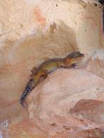Luipaardgekko vrouw, Dieren en Toebehoren, Reptielen en Amfibieën, Hagedis, Tam, 0 tot 2 jaar