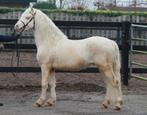 Schitterende bijna 4 jarige cremello Welsh A hengst, Hengst, B pony (1.17m tot 1.27m), Gechipt, 3 tot 6 jaar