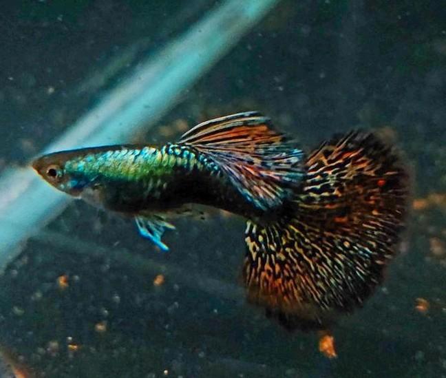 Prachtige Platinum Dragon Guppen. Op=op, Dieren en Toebehoren, Vissen | Aquariumvissen, Vis