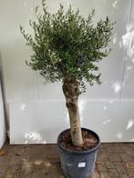 Super mooie Olijfboom Olijfbomen Olijf boom Olijf bomen, Tuin en Terras, Planten | Bomen, 100 tot 250 cm, Olijfboom, Zomer, Ophalen