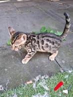 Bengaalse kittens, Dieren en Toebehoren, Katten en Kittens | Raskatten | Korthaar, Gechipt
