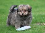 mooie  Boomer pups., Dieren en Toebehoren, Nederland, 8 tot 15 weken, CDV (hondenziekte), Meerdere