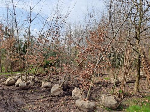 Bomen en coniferen, Tuin en Terras, Planten | Bomen, Overige soorten, 400 cm of meer, Bloeit niet, Ophalen of Verzenden