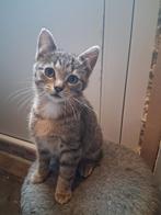 KiITTENS  opzoek naar lief baasje, Meerdere dieren, Ontwormd, 0 tot 2 jaar