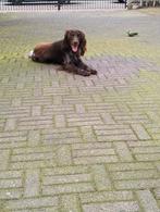 Hond te koop, Dieren en Toebehoren, Honden | Retrievers, Spaniëls en Waterhonden, Particulier, 3 tot 5 jaar, Reu, Nederland