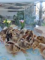 pluimvee, Dieren en Toebehoren, Pluimvee, Vrouwelijk, Kip