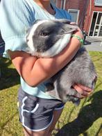 Mooi konijn rammetje, Dieren en Toebehoren, Konijnen, Mannelijk