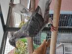 Jonge kleur postduif, Dieren en Toebehoren, Papegaai