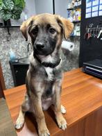 Masho uit Georgie 💚, Dieren en Toebehoren, Honden | Niet-rashonden, Particulier, Rabiës (hondsdolheid), 15 weken tot 1 jaar, Buitenland