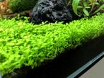 Aquariumplanten - Micranthemum Sp. Monte Carlo, Ophalen of Verzenden, Zo goed als nieuw, Plant(en), Steen of Hout