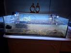 Aquarium met cherry garnalen, Dieren en Toebehoren, Vissen | Aquaria en Toebehoren, Ophalen, Zo goed als nieuw, Leeg aquarium