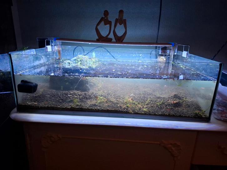 Aquarium met cherry garnalen, Dieren en Toebehoren, Vissen | Aquaria en Toebehoren, Zo goed als nieuw, Leeg aquarium, Ophalen