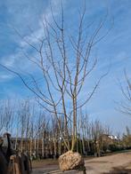 Meerstammige sierkers! Prunus Autumnalis Rosea 350-400 cm, Herfst, 100 tot 250 cm, Volle zon, In pot