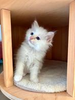 Heilige Birmaan kitten, Poes, Ontwormd