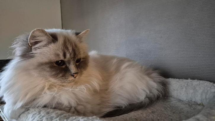 Lieve heilige birmaan poes, Dieren en Toebehoren, Katten en Kittens | Raskatten | Langhaar, Poes