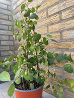 ficus planten ( Ficus deltoidea / maretakvijg ), Huis en Inrichting, Kamerplanten, Ophalen, Ficus, Minder dan 100 cm
