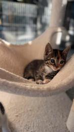 Bengal mixed kittens, Dieren en Toebehoren, Kater